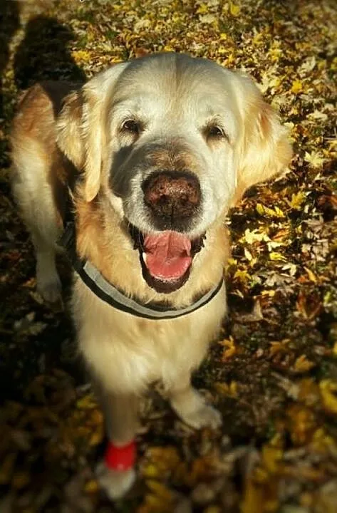 Golden Retriever HAPPY - do adopcji, dolnośląskie