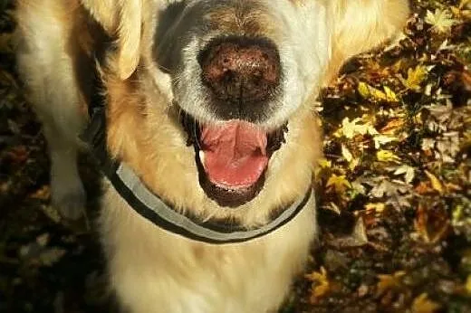 Golden Retriever HAPPY - do adopcji, dolnośląskie Dzierżoniów