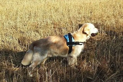 Golden Retriever HAPPY - do adopcji,  dolnośląskie
