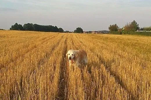 Golden Retriever HAPPY - do adopcji,  dolnośląskie