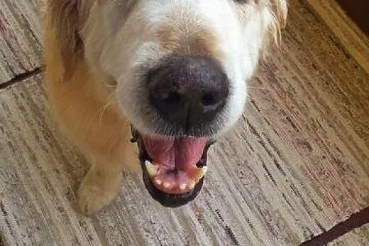 Golden Retriever HAPPY - do adopcji,  dolnośląskie