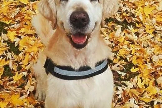 Golden Retriever HAPPY - do adopcji,  dolnośląskie