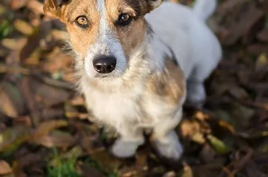Młodziutki, terierkowaty Rudolf, wesoły malec do adopcji!