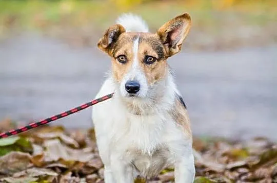 Młodziutki, terierkowaty Rudolf, wesoły malec do a