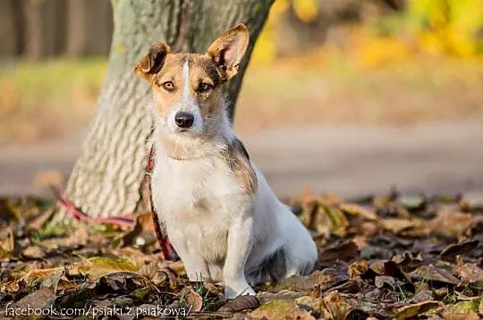 Młodziutki, terierkowaty Rudolf, wesoły malec do a