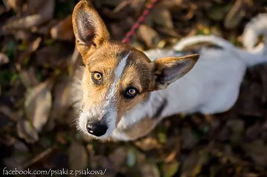 Młodziutki, terierkowaty Rudolf, wesoły malec do a