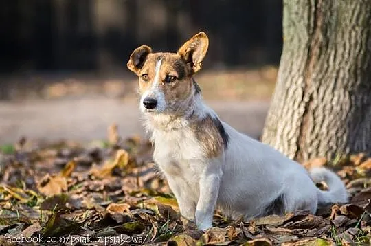 Młodziutki, terierkowaty Rudolf, wesoły malec do a