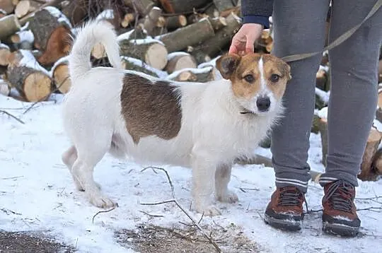 Młodziutki, terierkowaty Rudolf, wesoły malec do a
