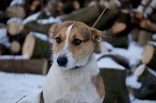 Młodziutki, terierkowaty Rudolf, wesoły malec do a