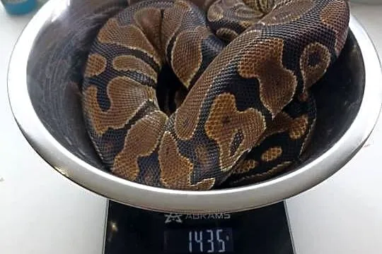 Samica pyton królewski classic het pied