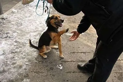 Fąfel - łagodny pies w schronisku w typie gończego do adopcji,  śląskie Katowice