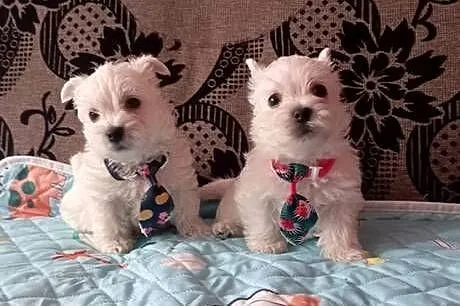 West Highland White Terrier
