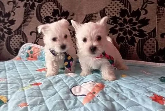 West Highland White Terrier, Podlaskie, Sokoły