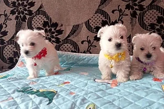 West Highland White Terrier, Podlaskie, Sokoły