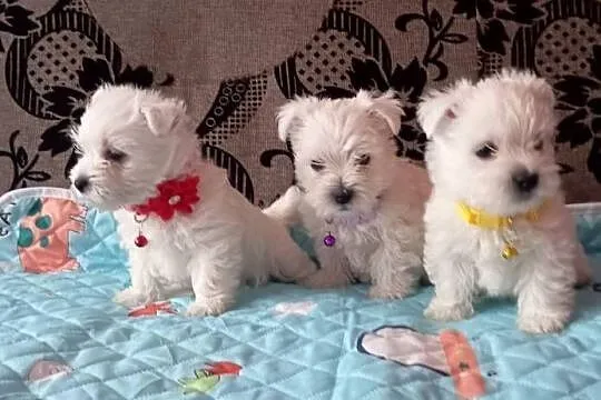 West Highland White Terrier, Podlaskie, Sokoły