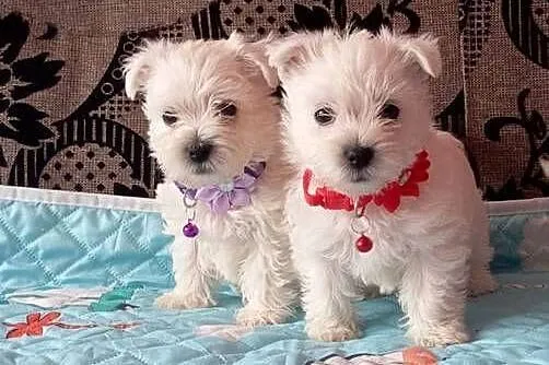 West Highland White Terrier, Podlaskie, Sokoły