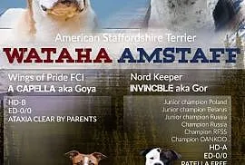 American staffordshire terrier Mamy szceniaki!!!!!, Gdynia