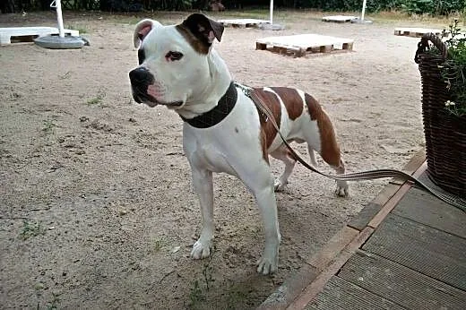 Piękny Feluś poleca sie do adopcji ,  Amstaff cała
