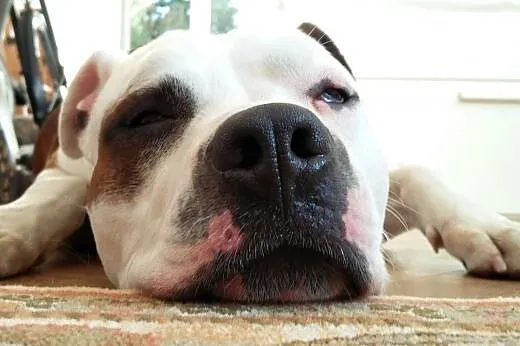 Piękny Feluś poleca sie do adopcji ,  Amstaff cała