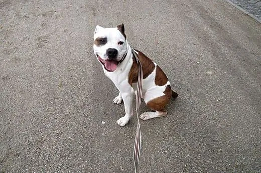 Piękny Feluś poleca sie do adopcji ,  Amstaff cała
