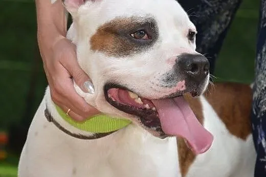 Piękny Feluś poleca sie do adopcji ,  Amstaff cała