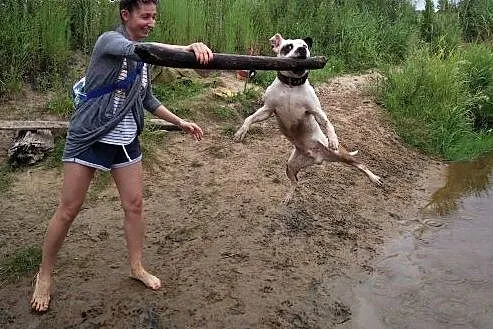 Piękny Feluś poleca sie do adopcji ,  Amstaff cała
