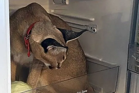 Karakal Stepowy Caracal dwuletnia samica, Dolnośląskie, Oleśnica