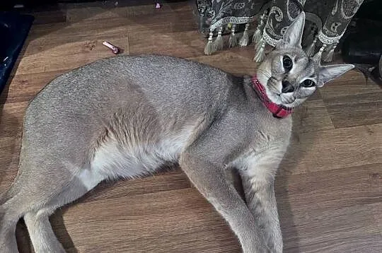 Karakal Stepowy Caracal dwuletnia samica, Dolnośląskie, Oleśnica