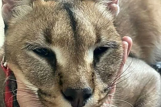 Karakal Stepowy Caracal dwuletnia samica, Dolnośląskie, Oleśnica