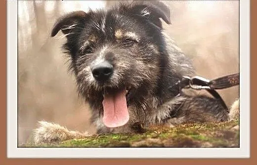 DORIAN,duży,łagodny,szorstkowłosy,wesoły pies.ADOP