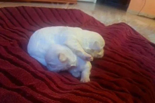 Maltańczyki pieski pod koniec lutego