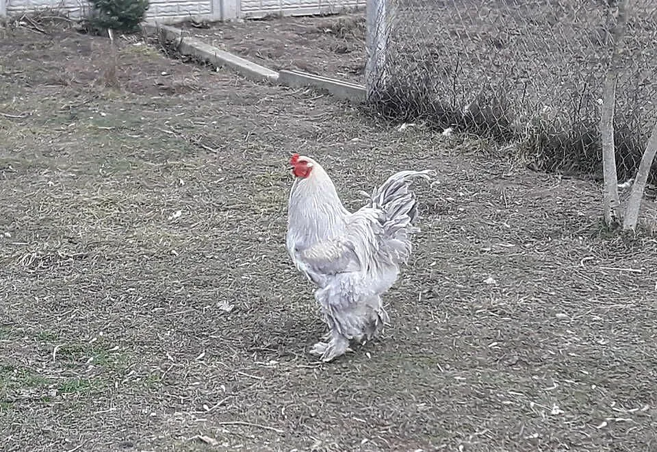 Kogut Brachma olbrzymia Isabell Lawenda, Świętokrzyskie, Dwikozy