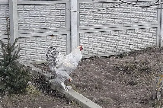 Kogut Brachma olbrzymia Isabell Lawenda, Świętokrzyskie, Dwikozy