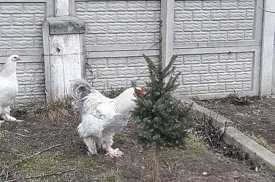 Kogut Brachma olbrzymia Isabell Lawenda, Świętokrzyskie, Dwikozy