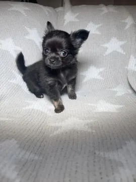 Szczenięta Rasy Chihuahua | Zarejestrowane w Kennel Club, , Konstancin-Jeziorna