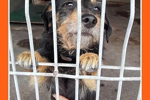 Jamnik szorstkowłosy,przyjazny,tulaśny piesek FELI
