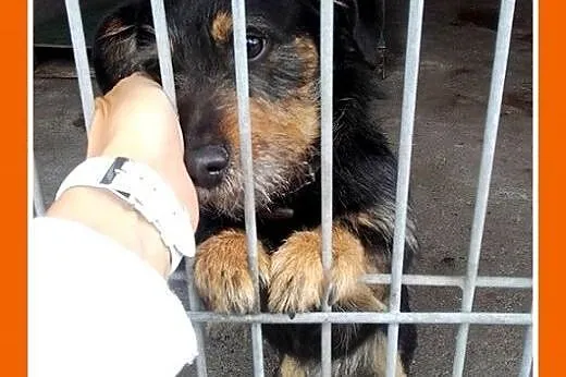Jamnik szorstkowłosy,przyjazny,tulaśny piesek FELI