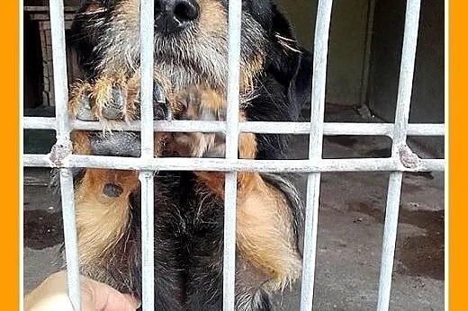 Jamnik szorstkowłosy,przyjazny,tulaśny piesek FELI