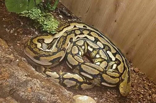 Pyton siatokwany reticulatus samiczka