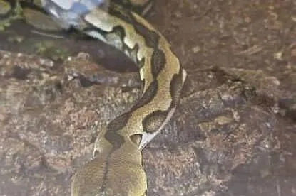 Pyton siatokwany reticulatus samiczka, Dolnośląskie, Wałbrzych