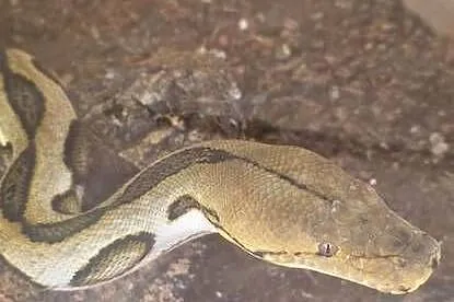 Pyton siatokwany reticulatus samiczka, Dolnośląskie, Wałbrzych