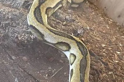 Pyton siatokwany reticulatus samiczka, Dolnośląskie, Wałbrzych
