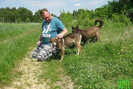 Wyjątkowy, niewielki Rego, cudowny, delikatny psia
