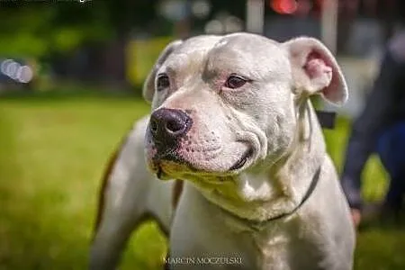 Gomes 7letni amstaff szuka domu,  opolskie Opole