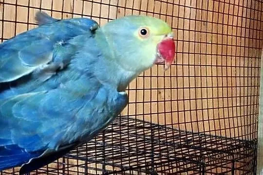Aleksandretty G.O