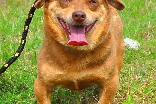 MIĘTUS - świetny, wesoły mały psiak do adopcji,  m