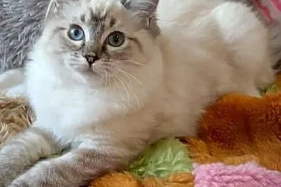 Kotka ragdoll niesteryliz Wrocław rodowód FPL