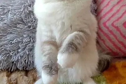 Kotka ragdoll niesteryliz Wrocław rodowód FPL, Dolnośląskie