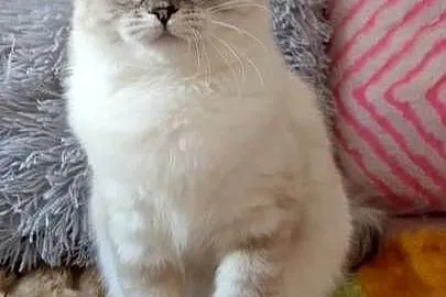 Kotka ragdoll niesteryliz Wrocław rodowód FPL, Dolnośląskie