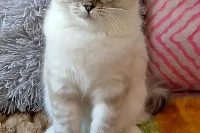 Kotka ragdoll niesteryliz Wrocław rodowód FPL, Dolnośląskie